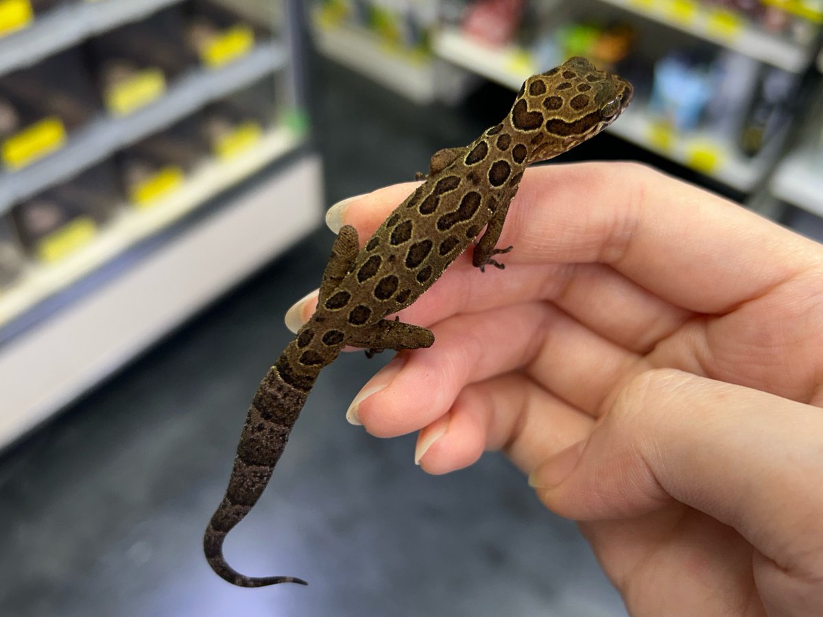 爬虫類倶楽部 大宮店 tweet media