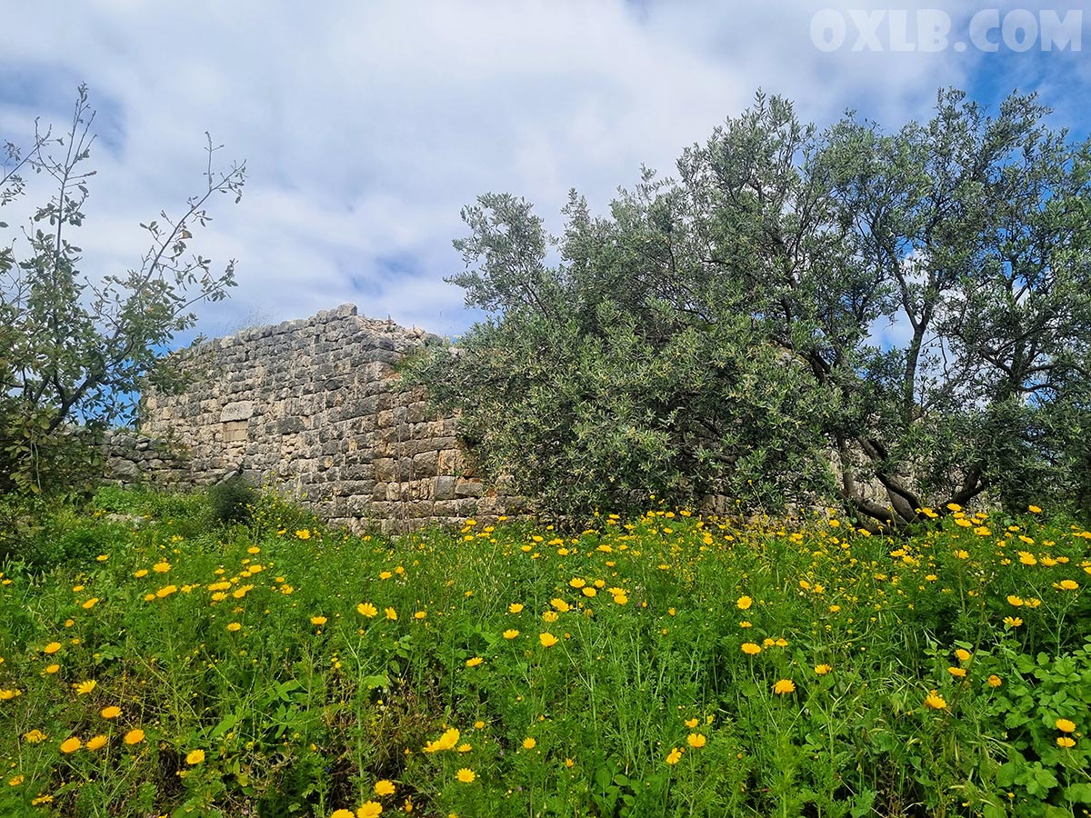 onefineart's tweet image. This morning, I went to check the Lebanese Thyme (Zaatar lebanonpostcard.com/shop/food/thym…). I passed by an old staircase and visited an old house next to an old olive tree, surrounded by yellow daisies. And you ask me why I love Lebanon!

#morning #thyme #lebanon #lebanonhouse