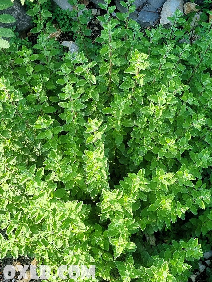 onefineart's tweet image. This morning, I went to check the Lebanese Thyme (Zaatar lebanonpostcard.com/shop/food/thym…). I passed by an old staircase and visited an old house next to an old olive tree, surrounded by yellow daisies. And you ask me why I love Lebanon!

#morning #thyme #lebanon #lebanonhouse