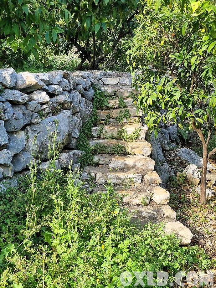 onefineart's tweet image. This morning, I went to check the Lebanese Thyme (Zaatar lebanonpostcard.com/shop/food/thym…). I passed by an old staircase and visited an old house next to an old olive tree, surrounded by yellow daisies. And you ask me why I love Lebanon!

#morning #thyme #lebanon #lebanonhouse