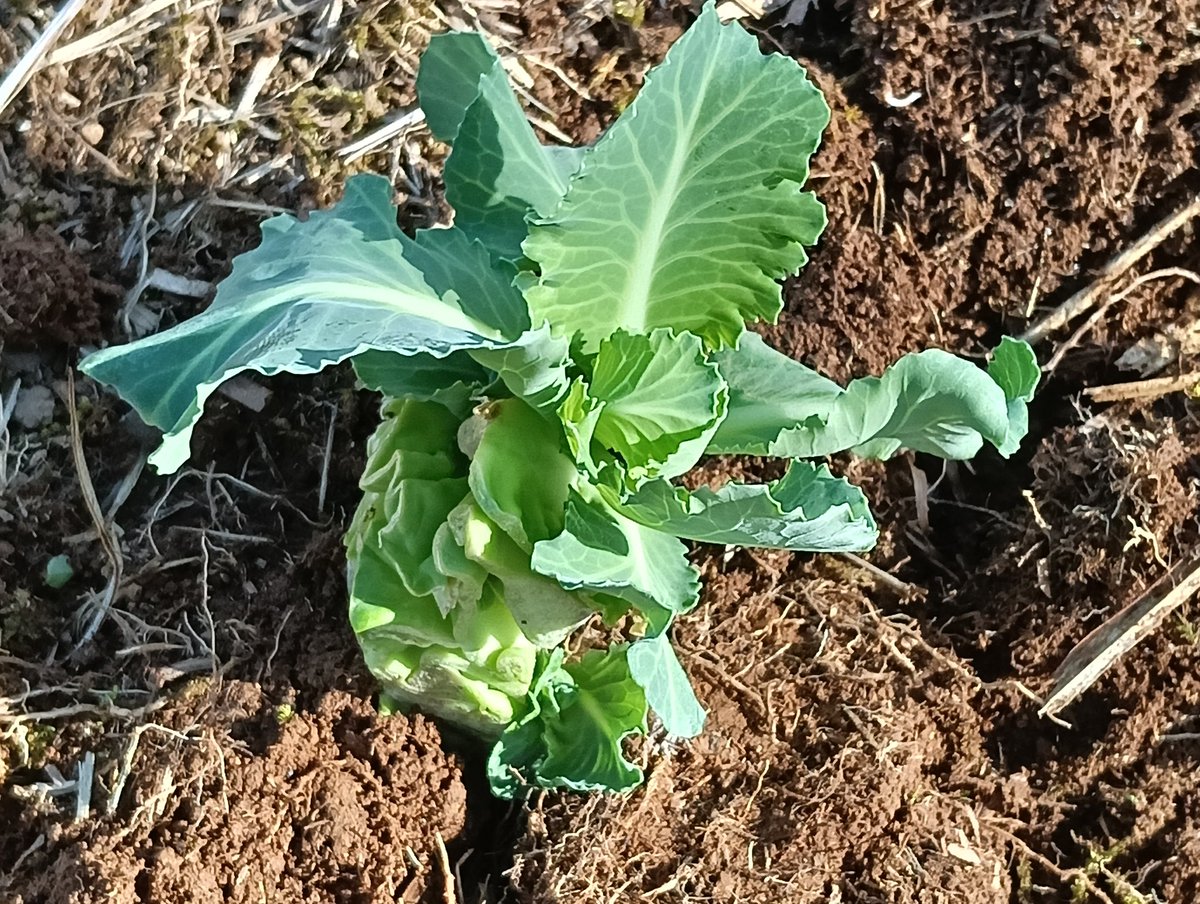 takedamitsuru's tweet photo. キャベツの芯を水につけておくと、10日ほどで根が出てきます。土に植えると、数年にわたり、種と苗が採れます。 https://t.co/8q4TH4izfS