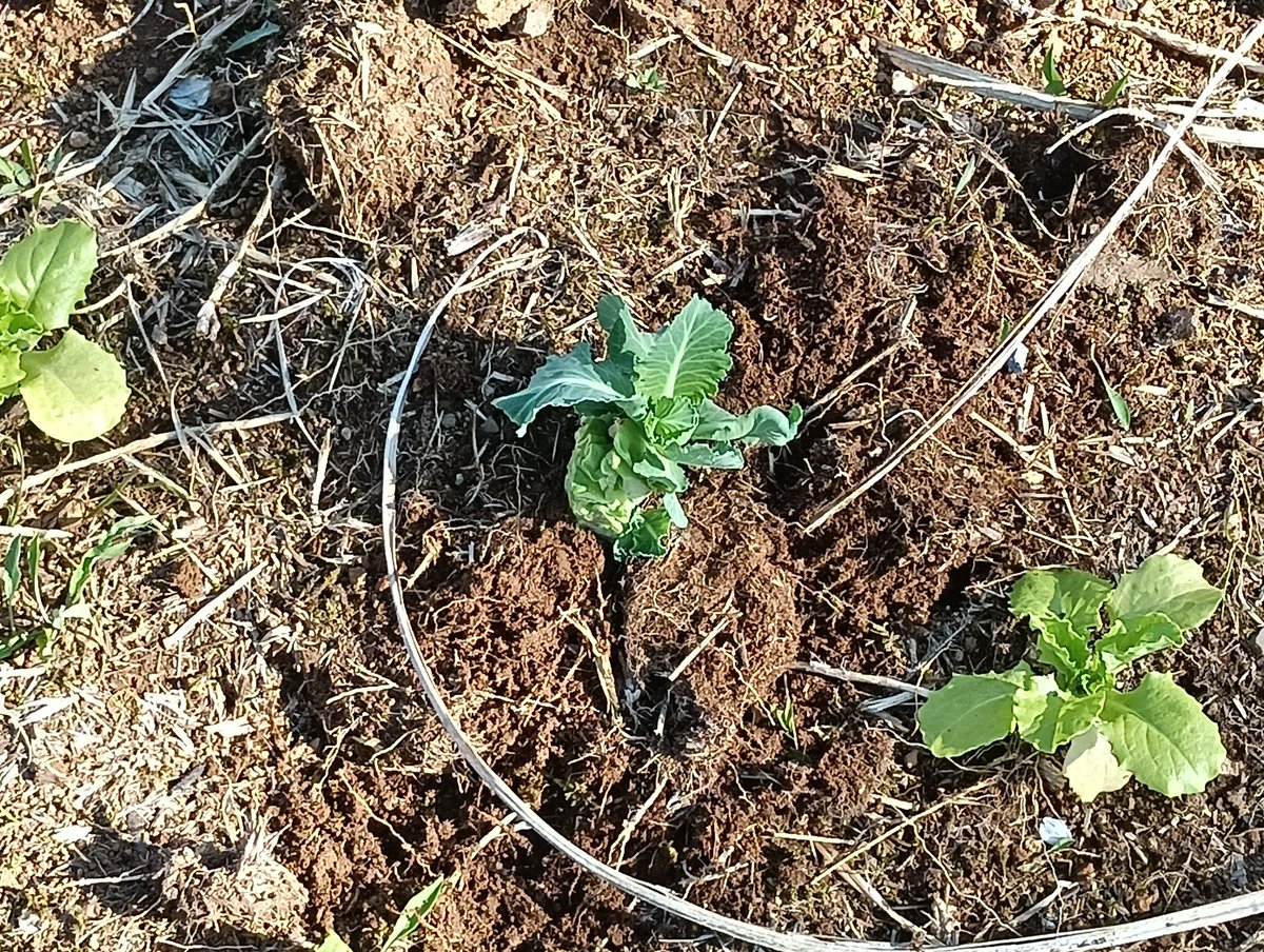 takedamitsuru's tweet photo. キャベツの芯を水につけておくと、10日ほどで根が出てきます。土に植えると、数年にわたり、種と苗が採れます。 https://t.co/8q4TH4izfS