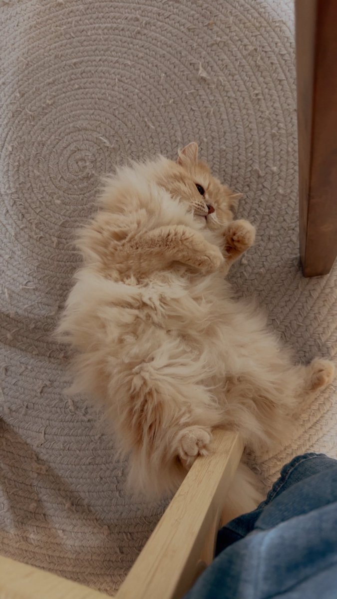 𝕒𝕚𝕜𝕠🦭 tweet media