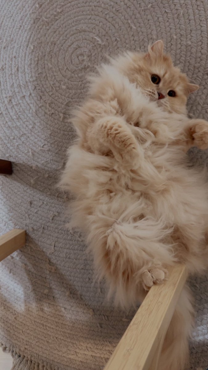 𝕒𝕚𝕜𝕠🦭 tweet media