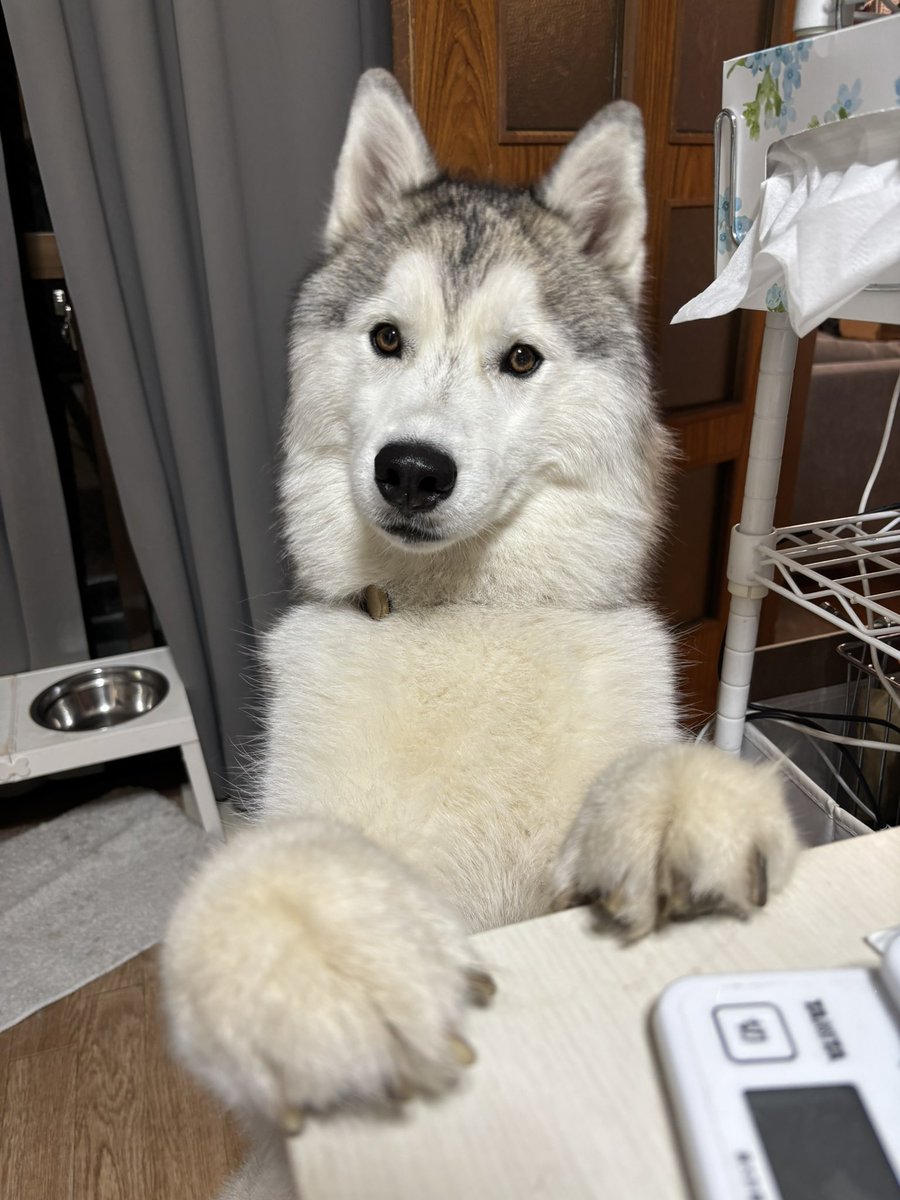 ガブちゃん tweet media