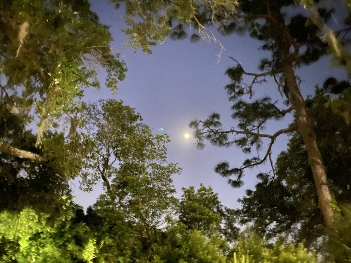 Jean Marie Carey tweet media