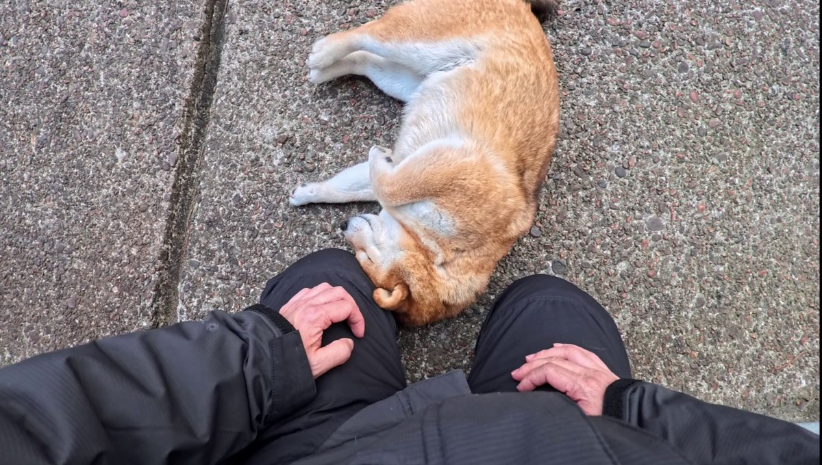 GMJpaCSCbuIDYDw's tweet image. 2026年4月27日(月) 
柴犬は鼻の長い猫である
#dog #shiba #犬 #柴犬 #丸柴 #犬のいる生活 #柴犬がいる暮らし
くわしくはコチラから
youtu.be/6aQqMW28XmQ @YouTube