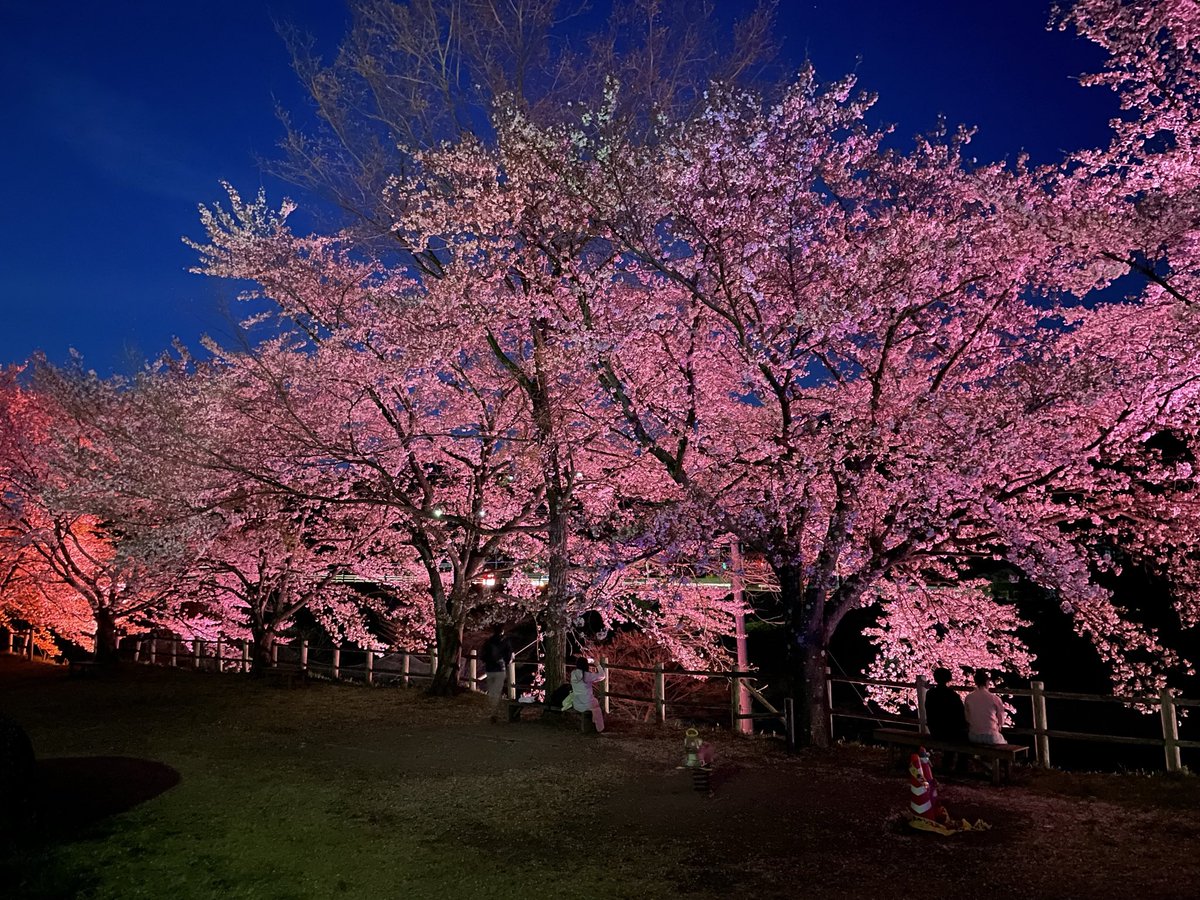 矢瀬親水公園の夜桜。まだまだ綺麗です^ ^是非お出かけください^ ^