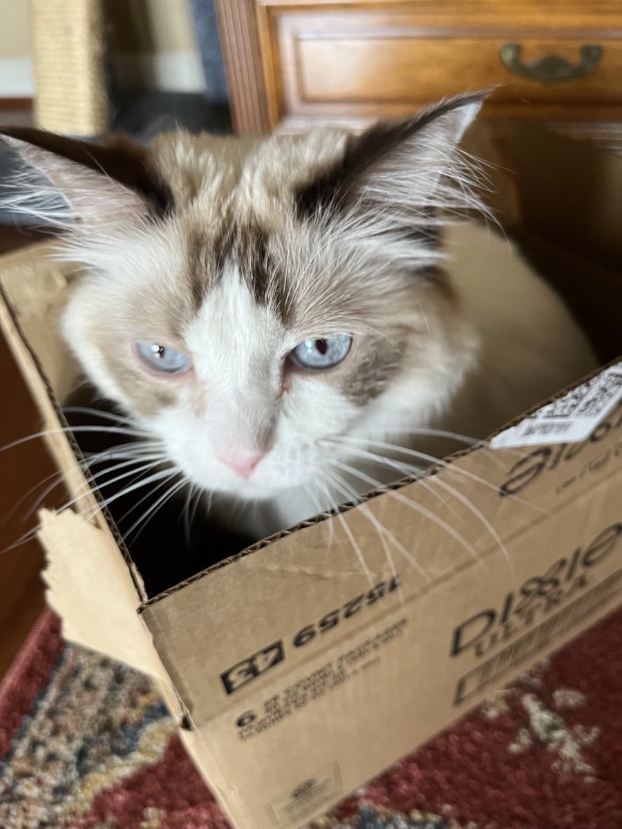 DaisyCatNine's tweet image. Let’s read in my box! #catboxsunday #amreading #amwriting

amazon.com/My-Life-Helen-…