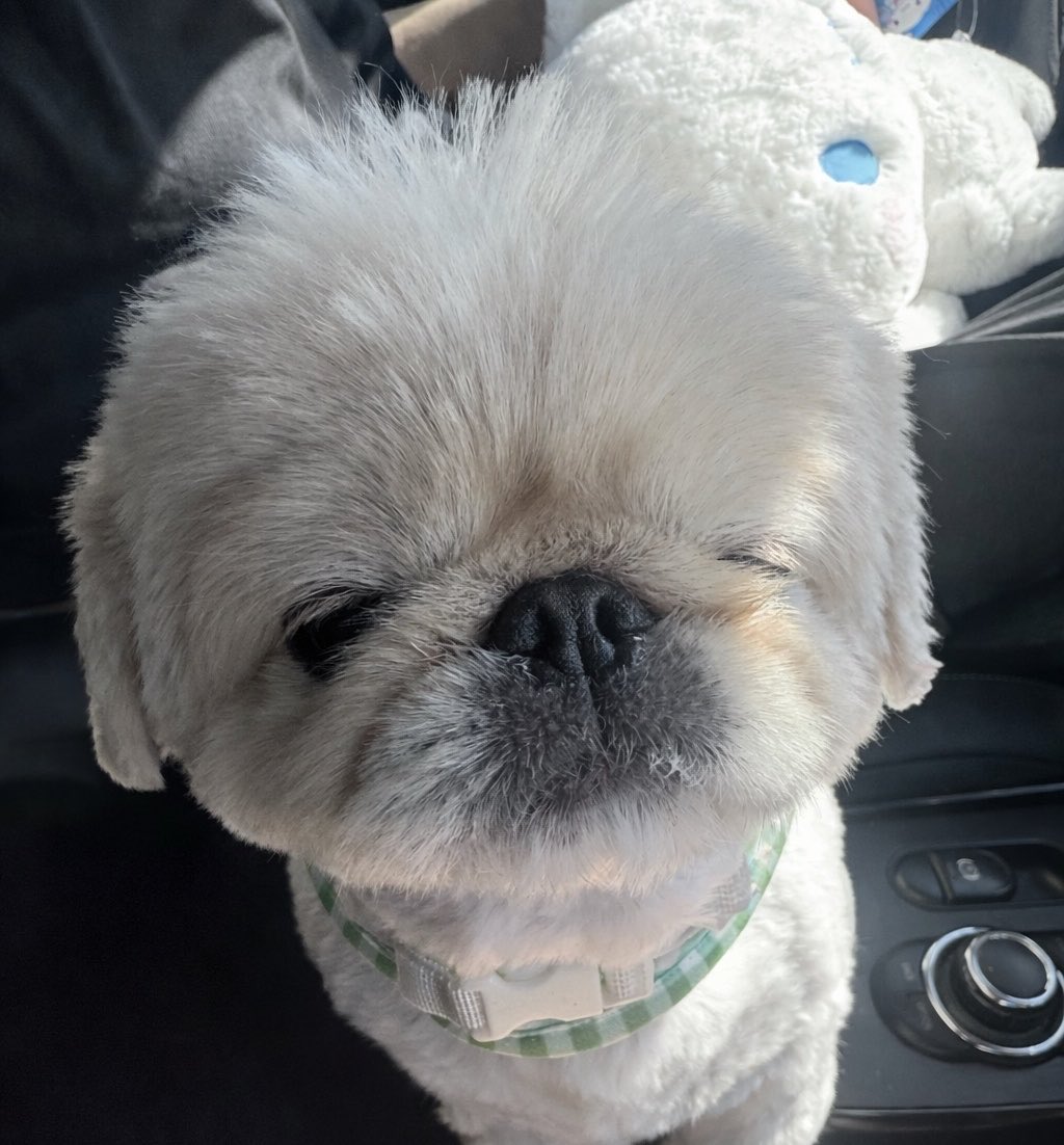 ☁️☁️てんてんの毎日☁☁️ tweet media