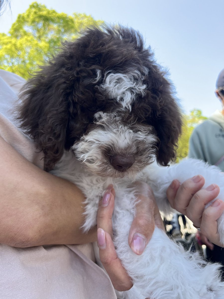 リラのお兄ちゃんがスケボー🛹出るので、代々木わんわんカーニバルに応援行ってきた。犬なしで😂自分イナカッペなもので。
ラゴットロマニョーロのパピーに会えてとてもとても幸せでした😀