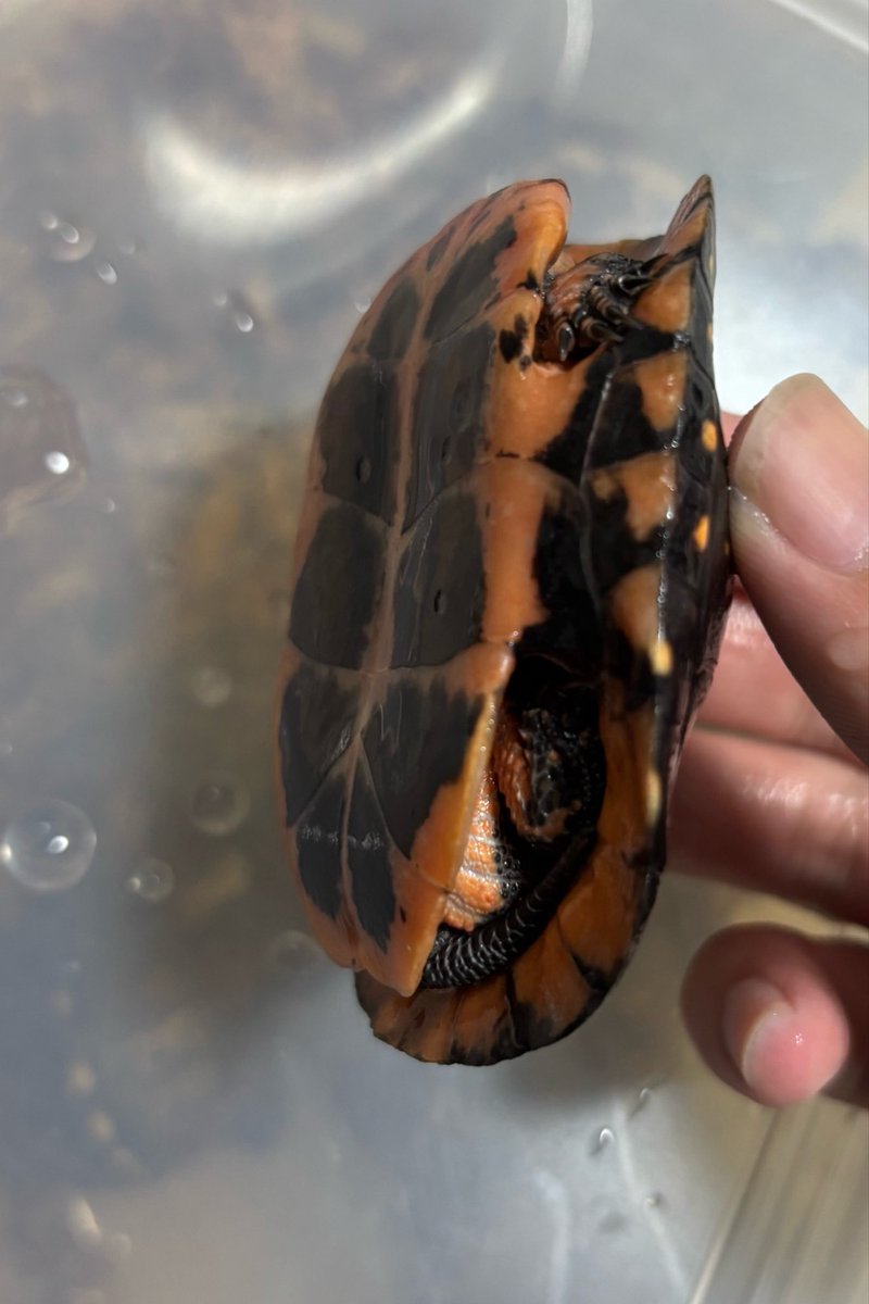 ブラックアウトで購入しました。キボシイシガメです。♂っぽく腹甲が凹んだ個体を選んできました。♂になってくれると嬉しいです
#キボシイシガメ
#ブラックアウト