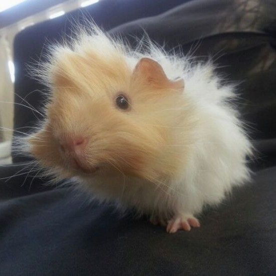 •°☆ tweet media