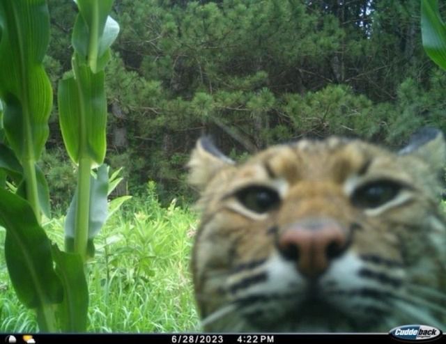 horse dentist tweet media
