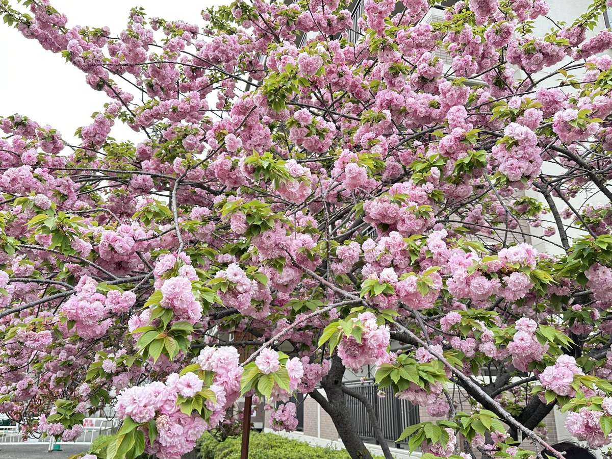 みさつきるあ💜4/16-18*神々🖖610🐭J🔥 tweet media