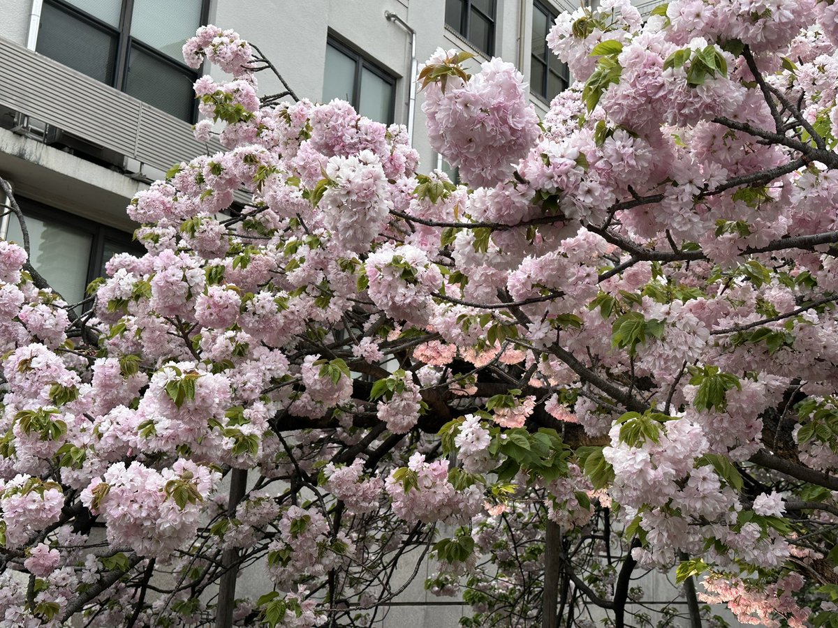 みさつきるあ💜4/16-18*神々🖖610🐭J🔥 tweet media