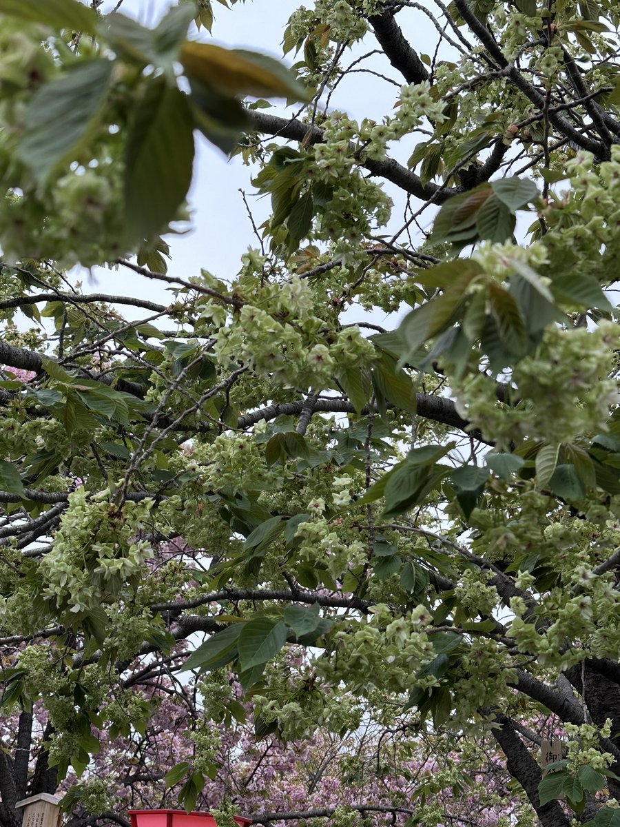 みさつきるあ💜4/16-18*神々🖖610🐭J🔥 tweet media