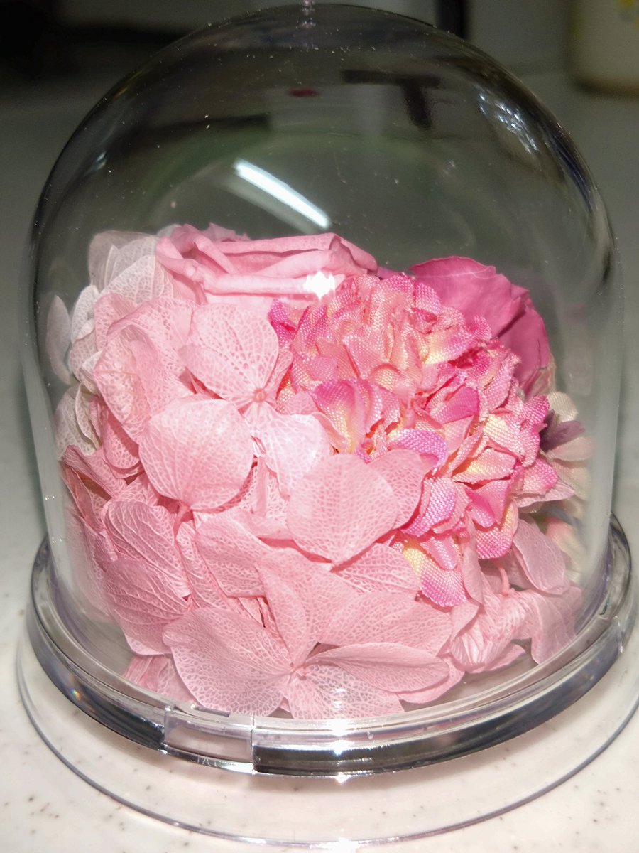 ミサワ（猫大好きの透析患者） tweet media