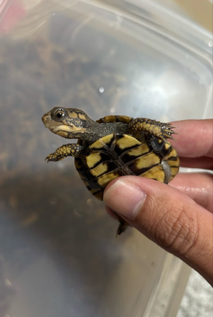 ブラックアウトで購入しました。トウブハコガメベビーです。頭の模様に一目惚れしてしまいました。このまま色が上がって来てくれると嬉しいです。
#トウブハコガメ
#ブラックアウト