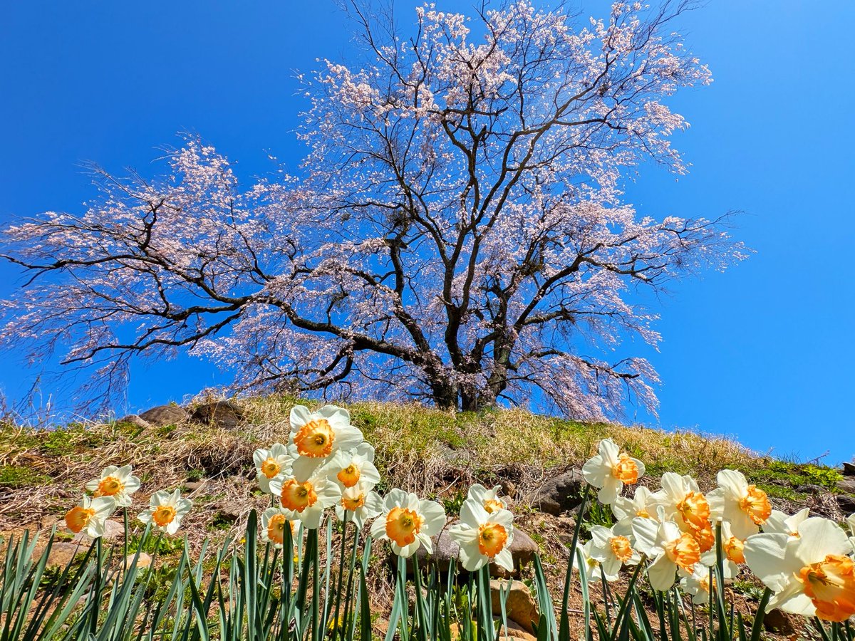 srk4785's tweet photo. 奥利根の桜③  
上発知のシダレザクラ（満開？） 
２０２６年４月１２日
 群馬県沼田市上発知 
#群馬県 #沼田市 #桜 
#写真好きな人と繋がりたい #写真撮ってる人と繋がりたい #ファインダー越しの私の世界 https://t.co/kKUaNyARq6