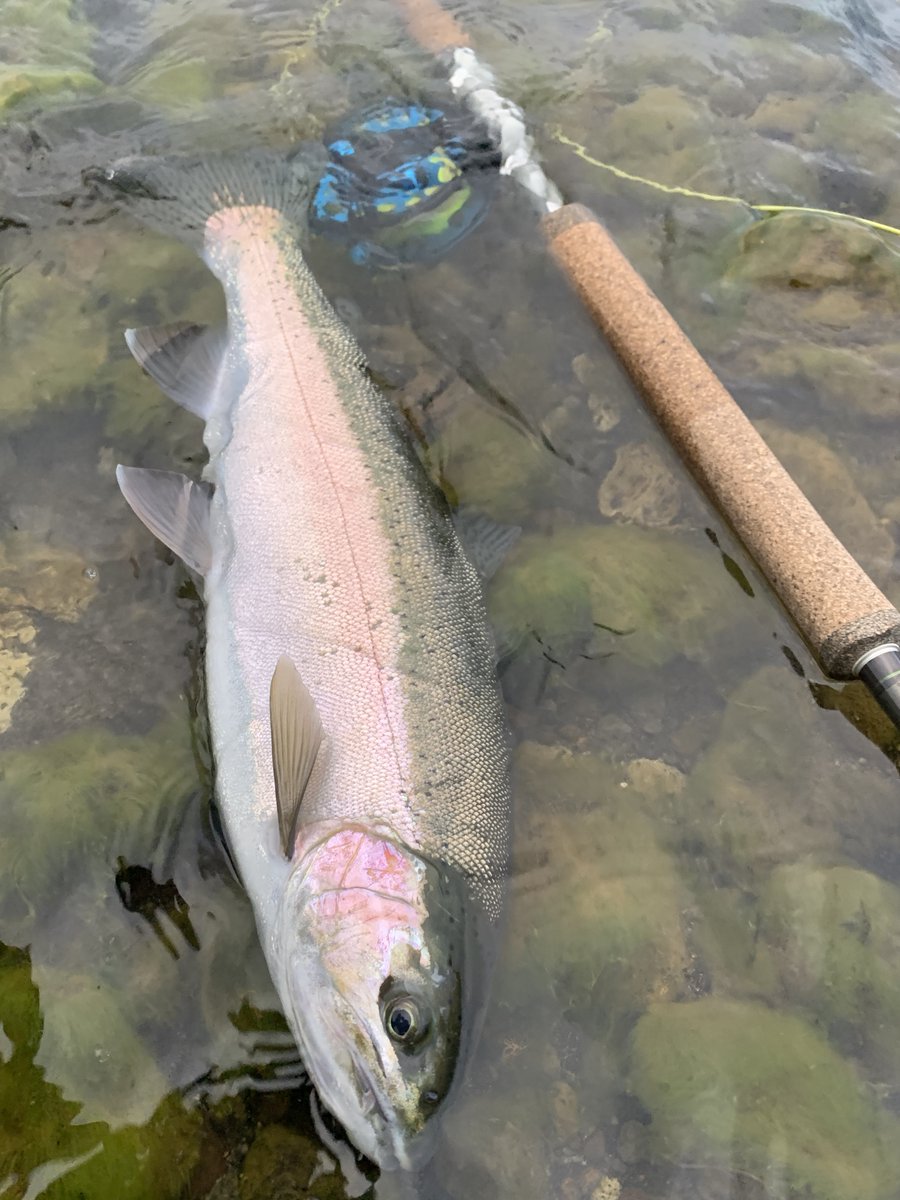 タイニーアングラー tweet media