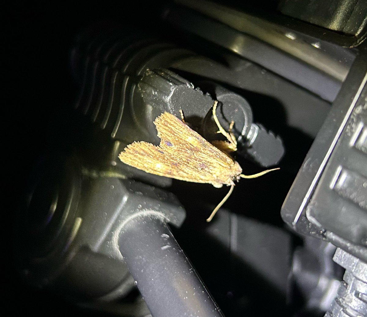 趣味の生物垢 tweet media