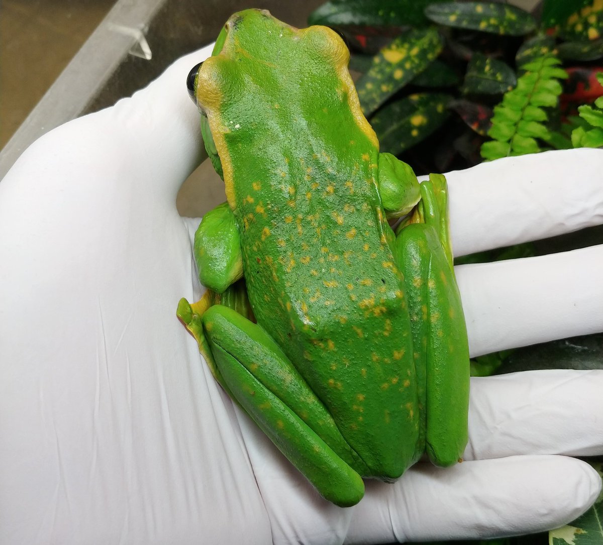 爬虫類倶楽部 大宮店 tweet media