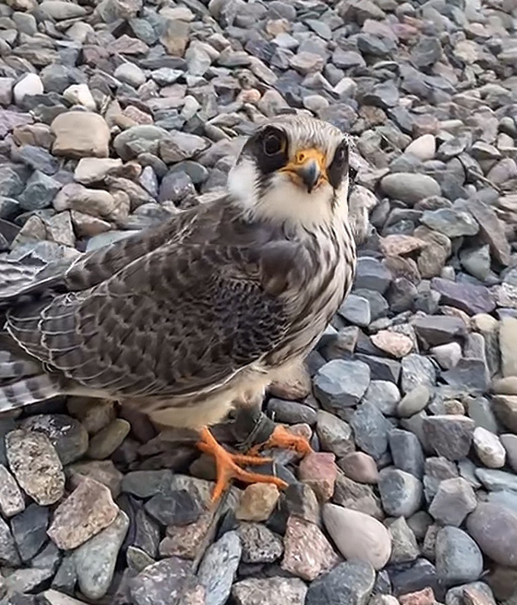 فهد الأحمدي 🆇 tweet media