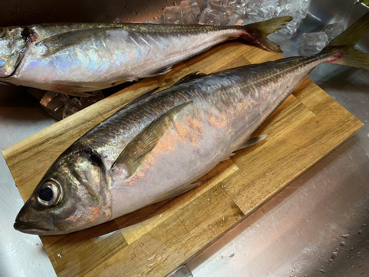 よしださん（変態ビシアジおじさん） tweet media