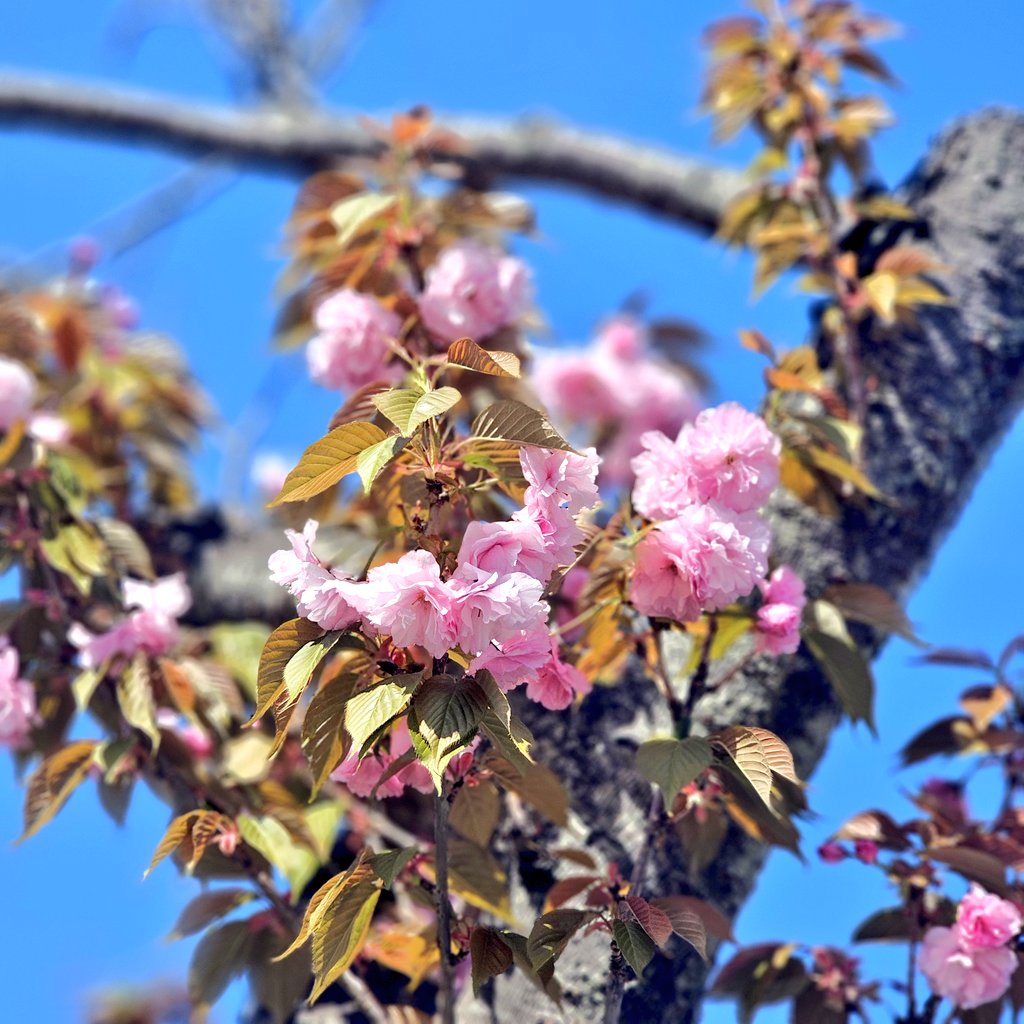 🐻⧉キコリーナ⧉🍚✨【A&LE】 tweet media