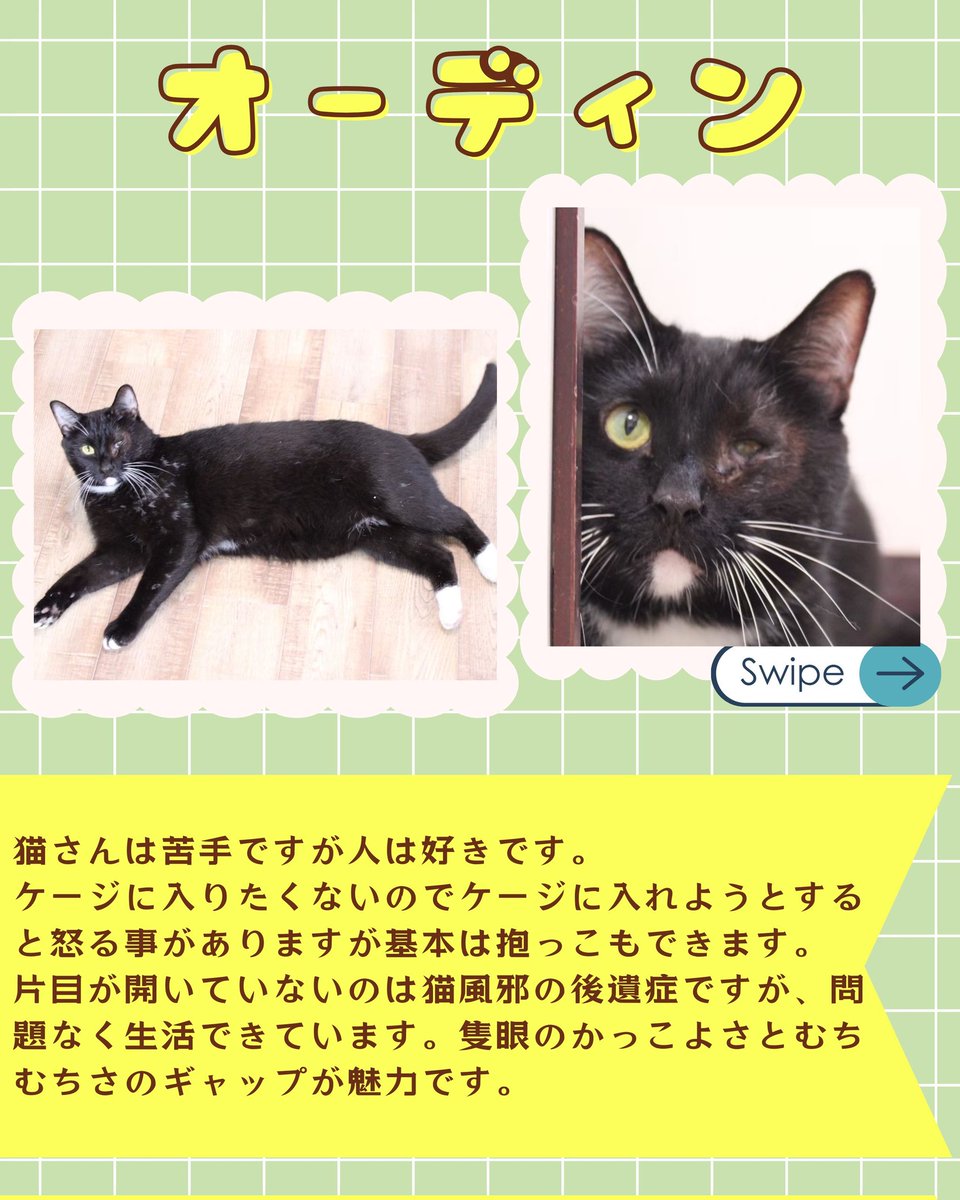 Uriel_cat77's tweet photo. 『カッコいい風装ってるけど、
ほんとは甘えんぼうでおもちゃも大好きなかわいい系だよ』

🐈#ウリエルにゃんずのおうち探し🐈

オーディンくん

⭕️2018年生まれ
⭕️避妊去勢済み
⭕️ワクチン済み
⭕️ウイルス検査陰性

🌟4月26日(日)の譲渡会で会えます🐈✨
#譲渡会　#大阪譲渡会 https://t.co/CMvI9d1OOD