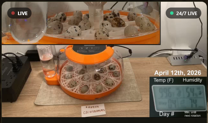 ThePumpHatcher's tweet photo. @fluffycrypt The Hatchery is about to have the biggest crypto quail flight in history!

H2Bh59F2UdWeKW85t3VR3RQWQCVdQdVQqsPCX5rfpump https://t.co/42RFL1q8ad