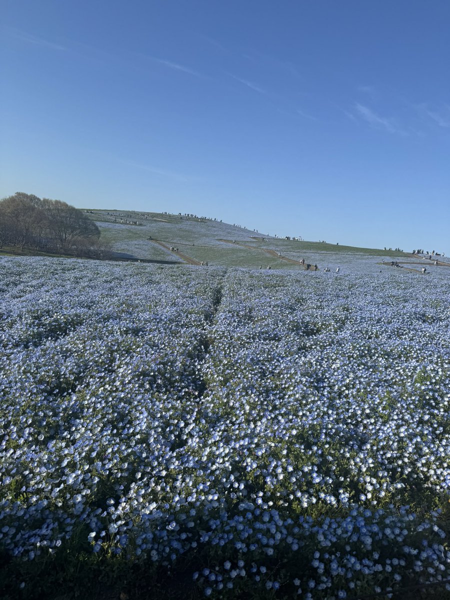 しゃるとりあ tweet media