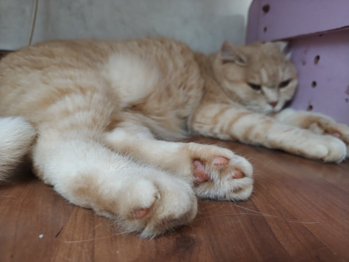 东海龙王气皇大帝 tweet media