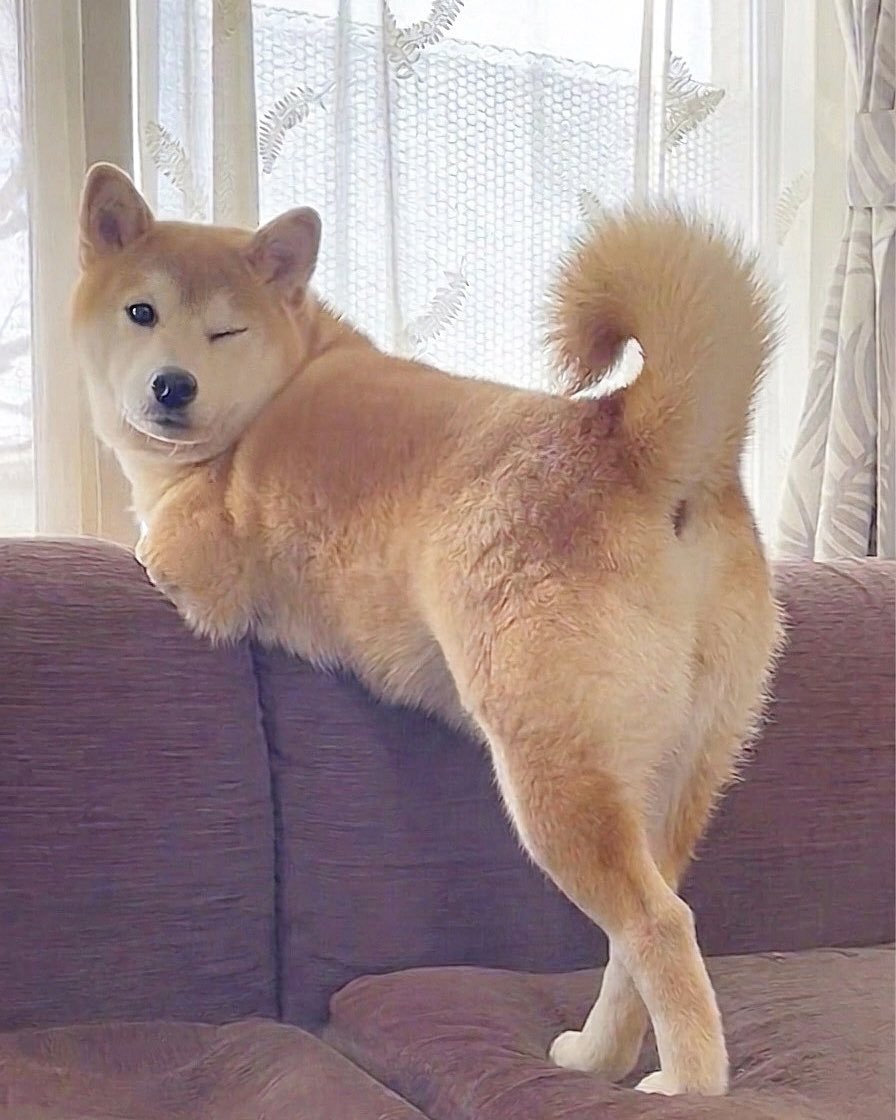 柴犬·͜·♡もも tweet media