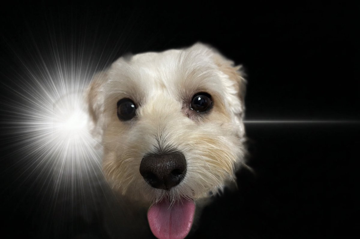 おっさん@しろぬこ tweet media