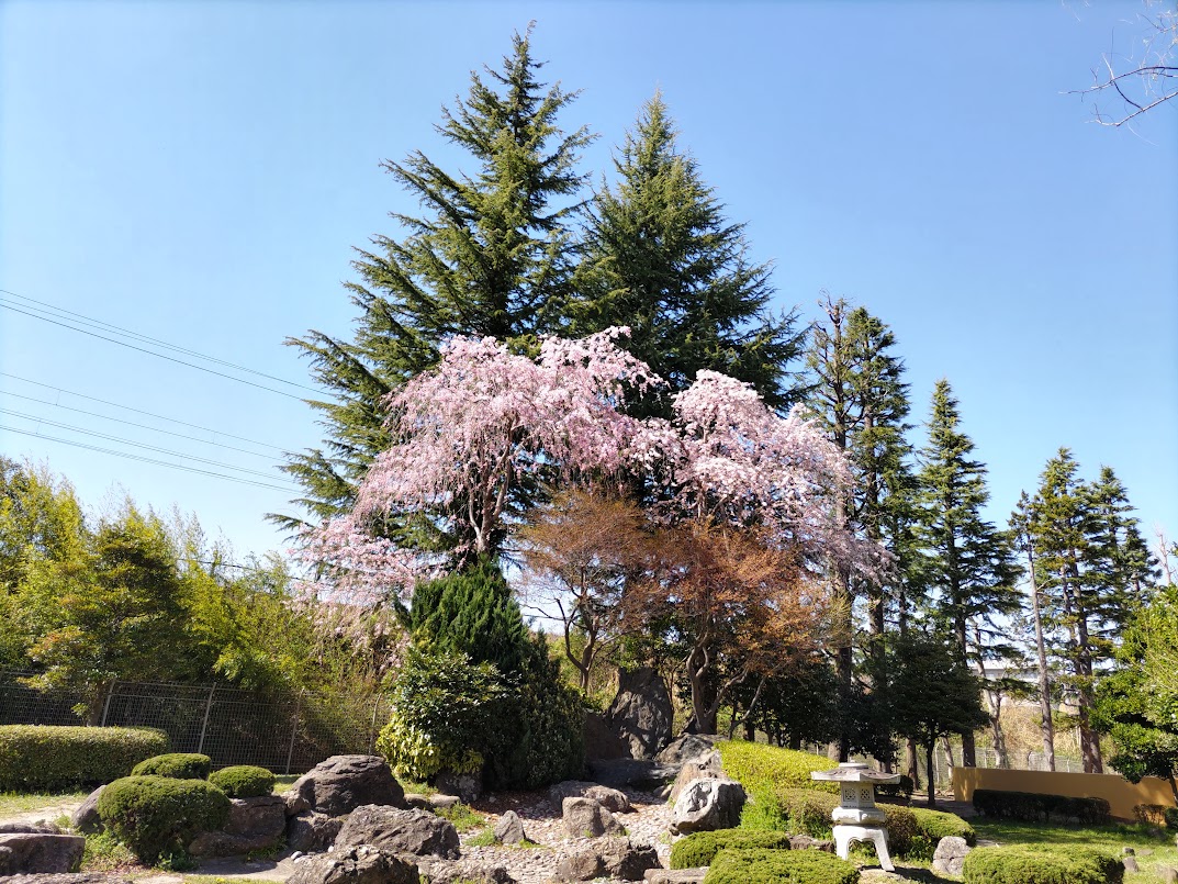 佐々木ひとみ＠「ともに前へ！　伊達武将隊奮闘記」 tweet media