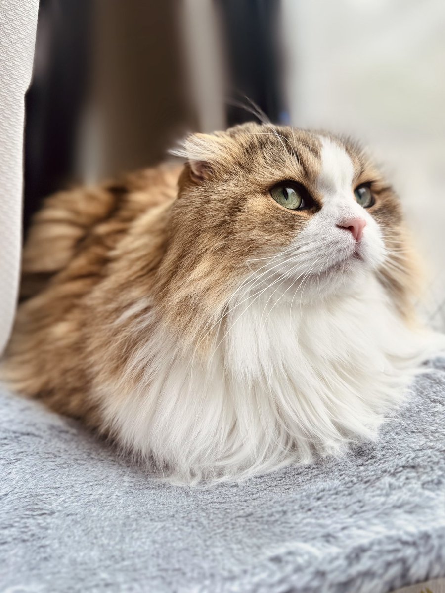 しゃけみー🔴クレノア tweet media