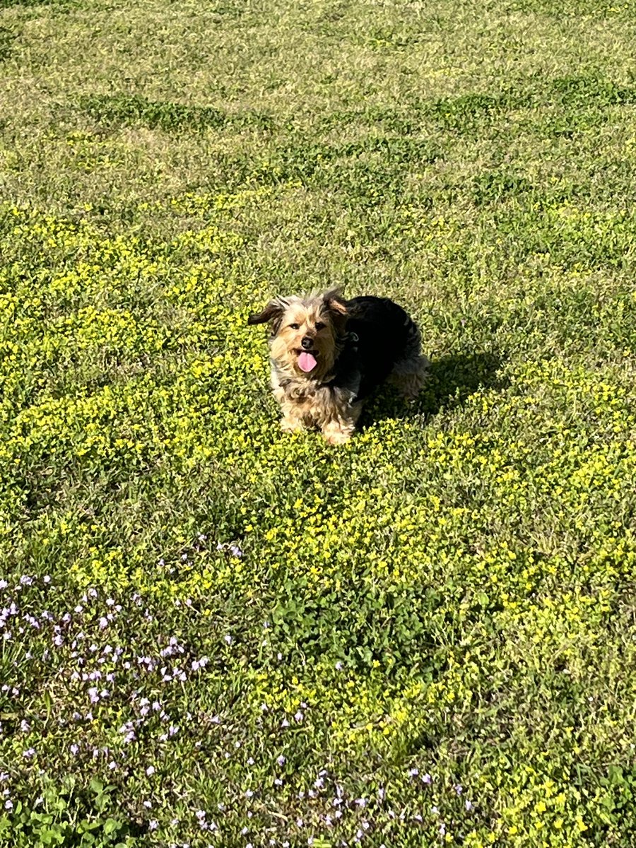 おやじベスト tweet media