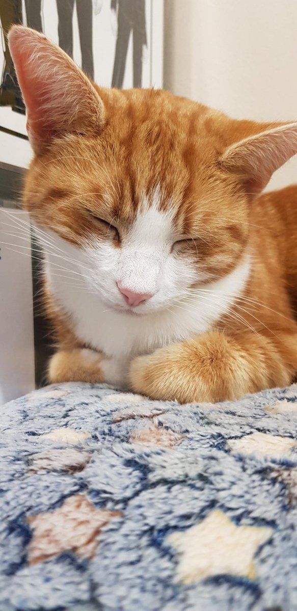 George The Stourbridge Junction Station Cat tweet media