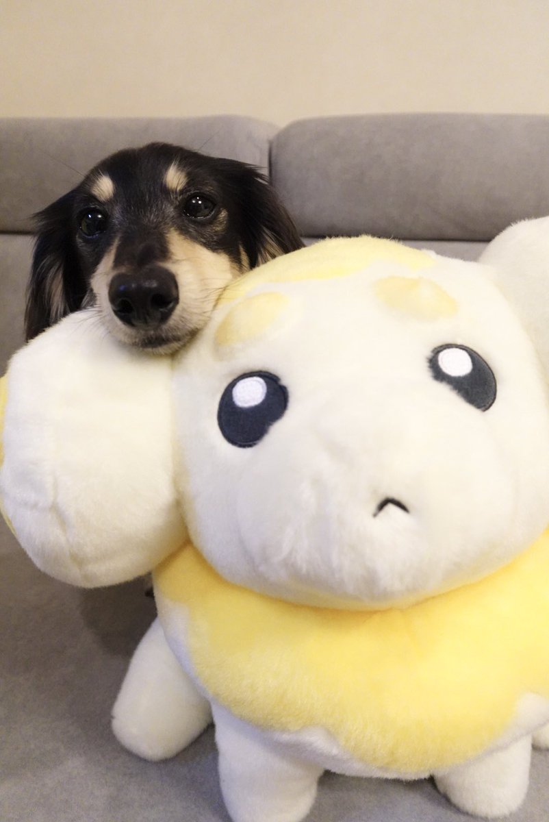 どっちがかわいい？💛🤍