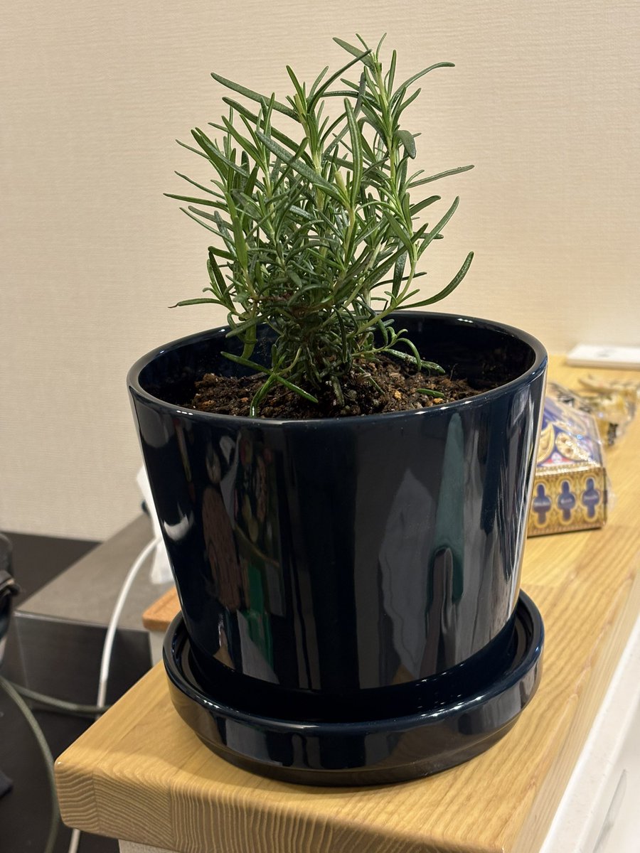 すけうま（新ヤクルトレディ） tweet media