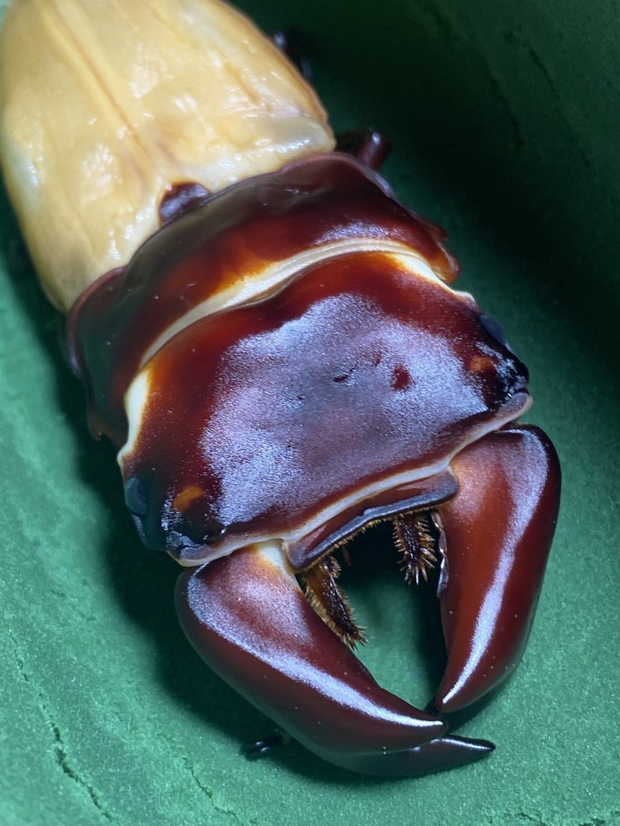 ホペイフリーク tweet media