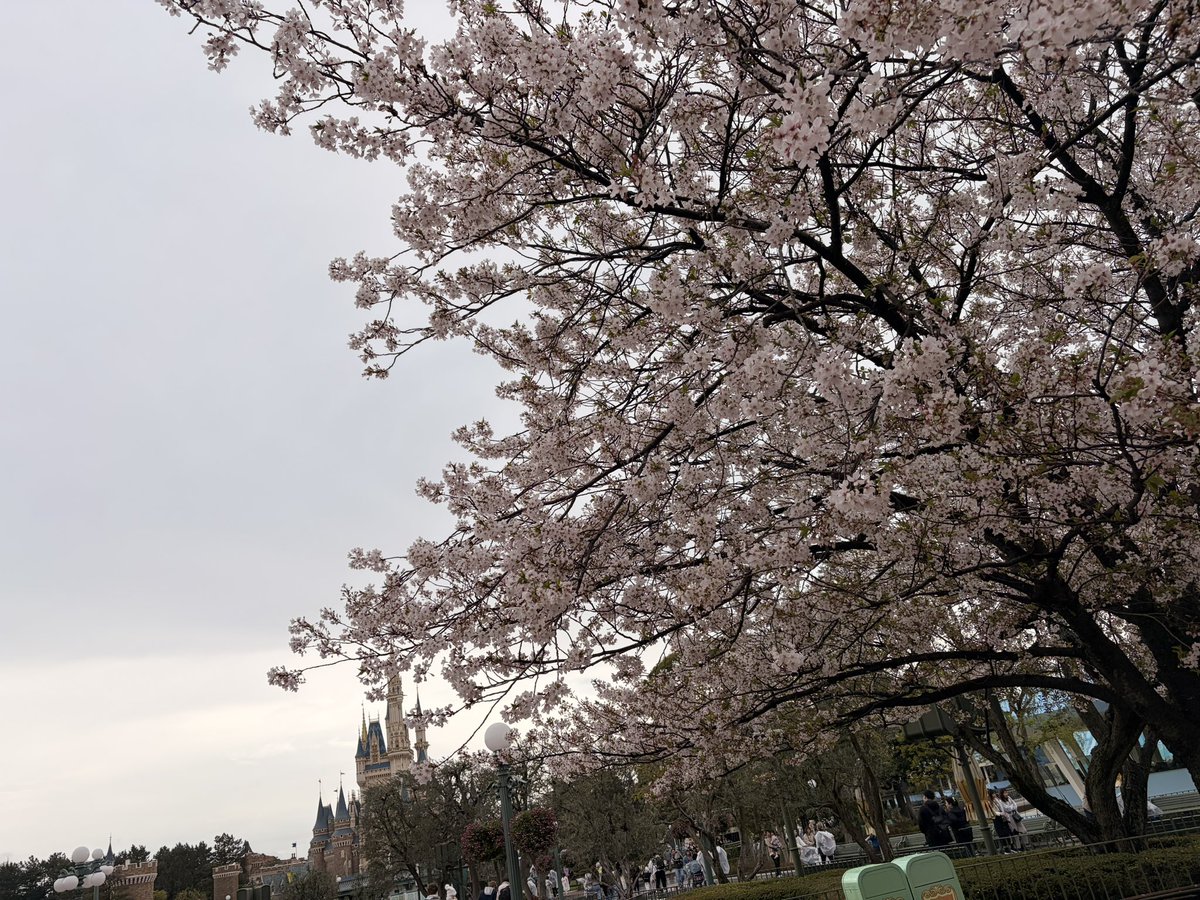 めるてぃあ🍬*⚔️ tweet media