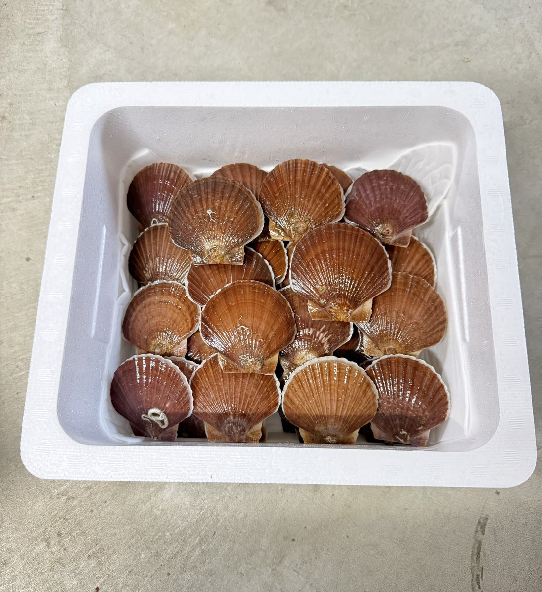 俺のホタテ代表 達也 tweet media