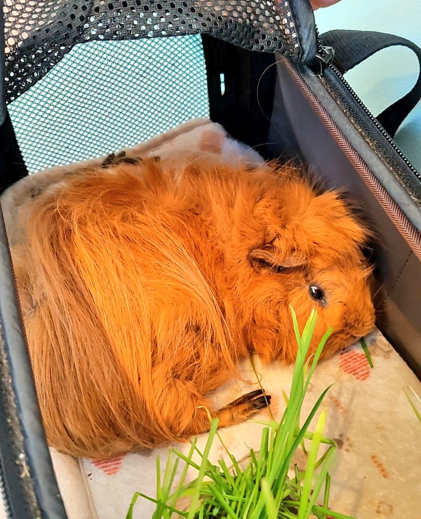 neguse277's tweet photo. ねぐせさん病院へ
午後イチ行ったけど、午前中の患者さんが居まして…と１時間半待ち。

分泌物が毛に付着したので毛刈り。ほか、爪切りに腫瘍チェック。

腫瘍はまた増えてました😖
両足に新しく出来てきた。
リンパに転移してるかもしれないね…と。 https://t.co/m4B3erCm8m