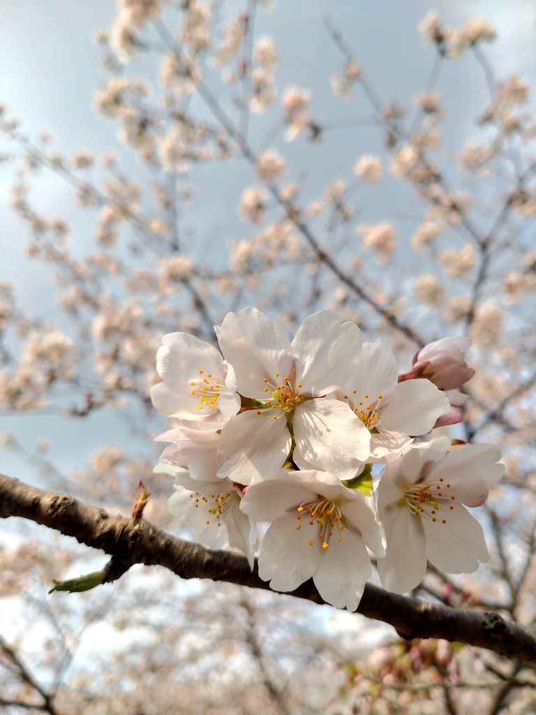 fuyo_u09's tweet photo. 葉桜になる前に駆け込みで行ったお花見🌸
唐揚げと茄子田楽が殊の外上手に出来ました。
ご近所のお散歩コースだけれども、お弁当とお酒を持っていくだけで特別な事をしている気分。
穏やかにのんびりするのが性に合っているのだなぁって。 https://t.co/ByjmBJwnbM