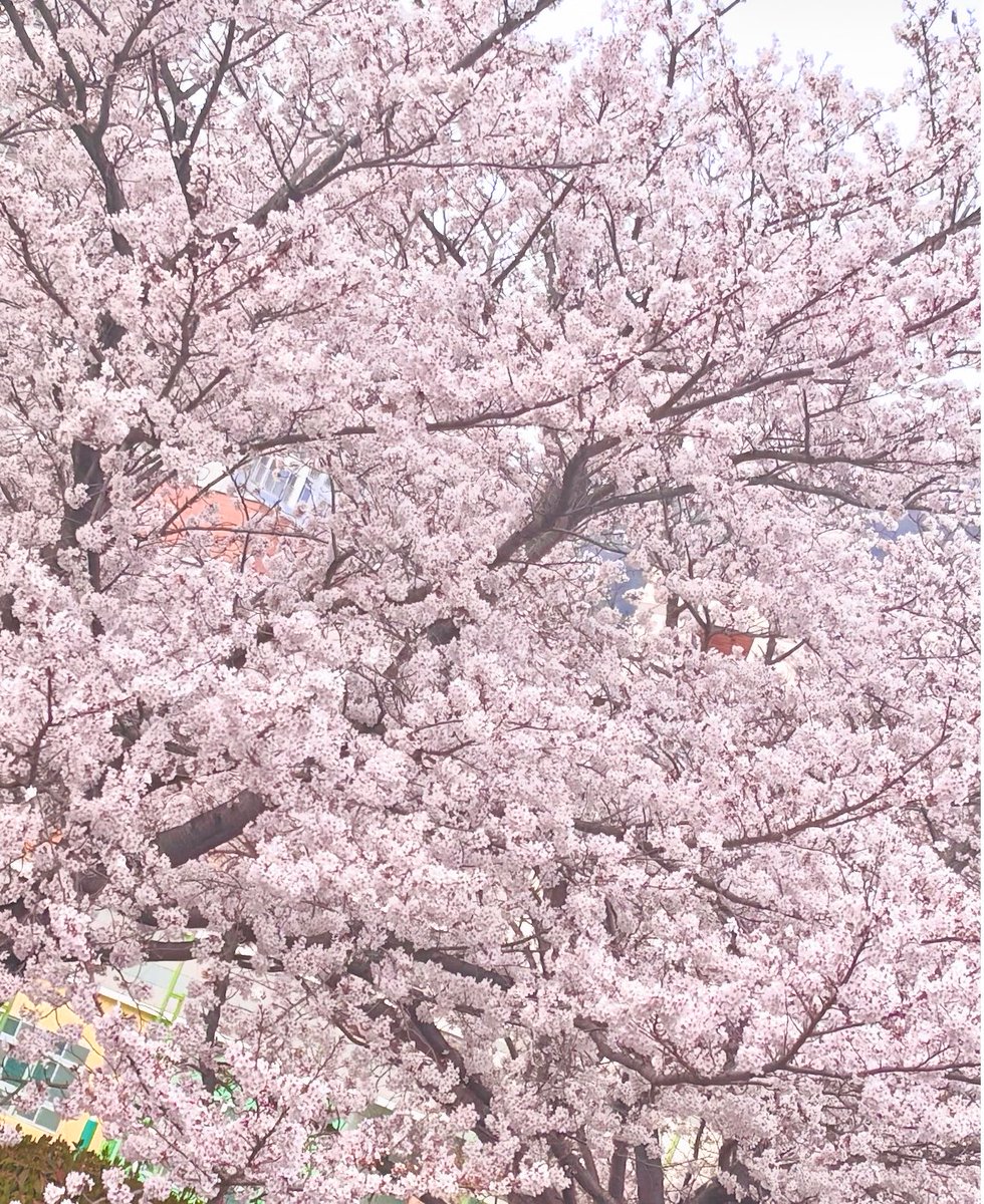 오리기니! tweet media