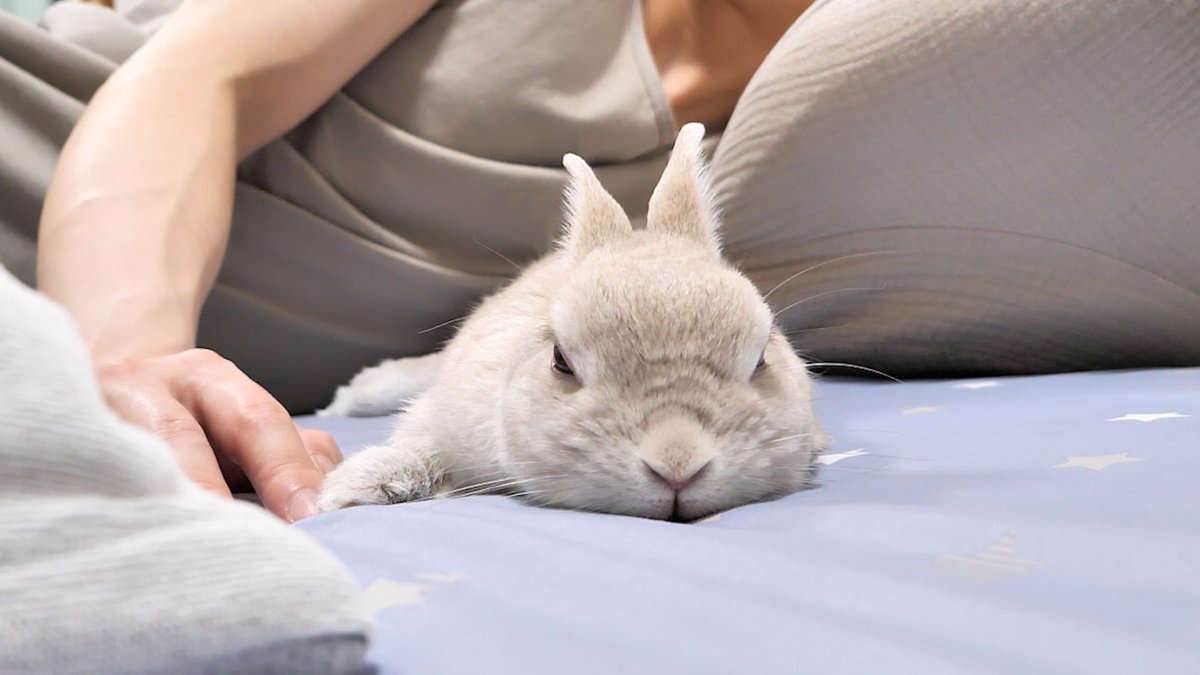 飼い主のお布団に入れてもらえなかったらめちゃくちゃ分かりやすく