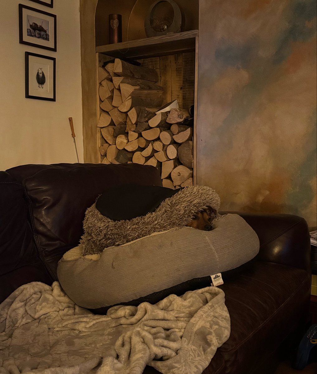 Arnbeg's tweet image. Mine 🙄

#arnbegfarmstayscotland #jackrussell